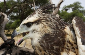 A young eagle on banding day.